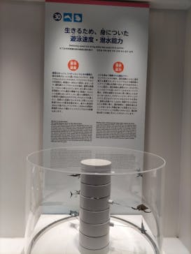 沖縄美ら海水族館に投稿された画像（2023/8/15）