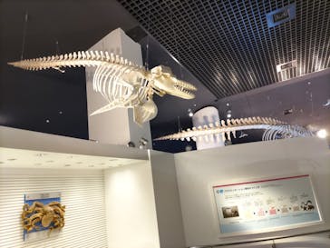 沖縄美ら海水族館に投稿された画像（2023/8/15）