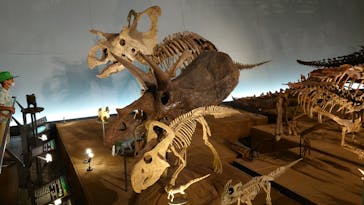 福井県立恐竜博物館に投稿された画像（2023/8/15）