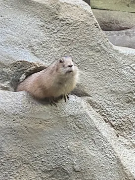 神戸どうぶつ王国に投稿された画像（2023/8/15）