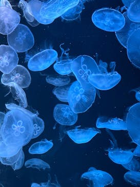 AOAO SAPPOROに投稿された画像（2023/8/15）