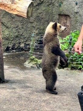のぼりべつクマ牧場に投稿された画像（2023/8/15）
