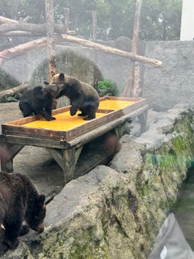 のぼりべつクマ牧場に投稿された画像（2023/8/15）
