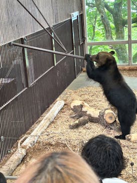 のぼりべつクマ牧場に投稿された画像（2023/8/15）