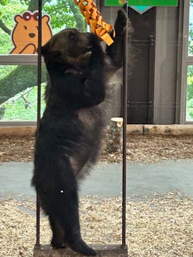 のぼりべつクマ牧場に投稿された画像（2023/8/15）