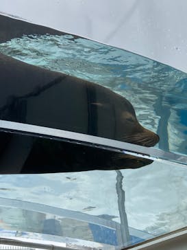 サンシャイン水族館に投稿された画像（2023/8/15）