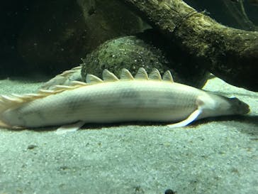 カワスイ 川崎⽔族館に投稿された画像（2023/8/15）