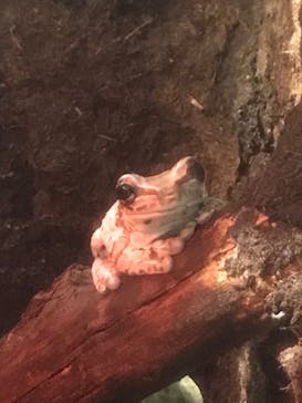 カワスイ 川崎⽔族館に投稿された画像（2023/8/15）