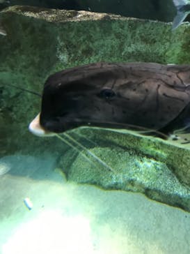 カワスイ 川崎⽔族館に投稿された画像（2023/8/15）