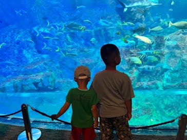 大分マリーンパレス水族館 「うみたまご」に投稿された画像（2023/8/15）