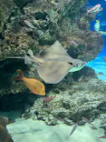 サンシャイン水族館に投稿された画像（2023/8/15）