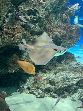 サンシャイン水族館に投稿された画像（2023/8/15）
