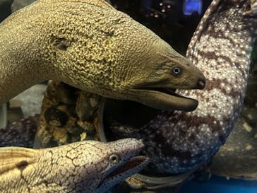越前松島水族館に投稿された画像（2023/8/15）