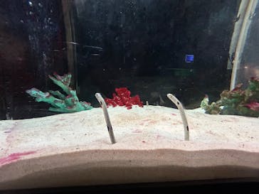 越前松島水族館に投稿された画像（2023/8/15）