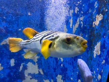 越前松島水族館に投稿された画像（2023/8/15）