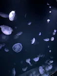 サンシャイン水族館に投稿された画像（2023/8/15）