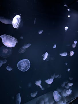 サンシャイン水族館に投稿された画像（2023/8/15）