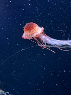 サンシャイン水族館に投稿された画像（2023/8/15）