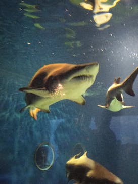 アクアワールド茨城県大洗水族館に投稿された画像（2023/8/15）