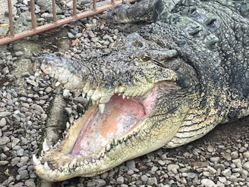 熱川バナナワニ園に投稿された画像（2023/8/15）