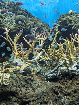 アクアワールド茨城県大洗水族館に投稿された画像（2023/8/15）