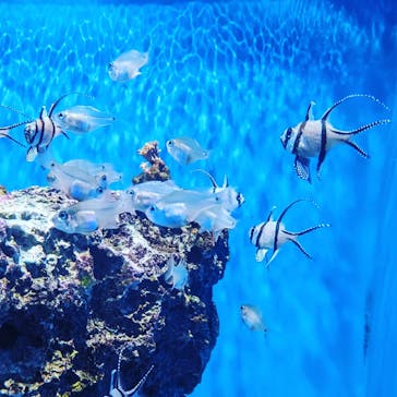 アクアワールド茨城県大洗水族館に投稿された画像（2023/8/15）