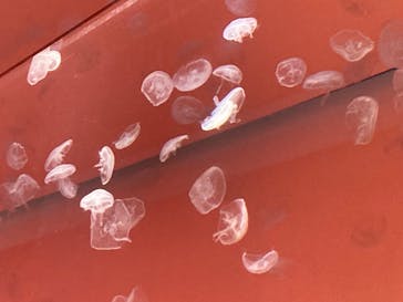 アクアワールド茨城県大洗水族館に投稿された画像（2023/8/15）