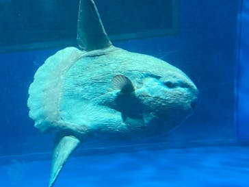 アクアワールド茨城県大洗水族館に投稿された画像（2023/8/15）