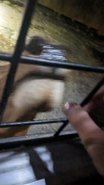 那須サファリパークに投稿された画像（2023/8/15）