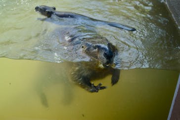 日立市かみね動物園に投稿された画像（2023/8/15）
