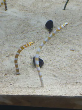 すみだ水族館に投稿された画像（2023/8/15）