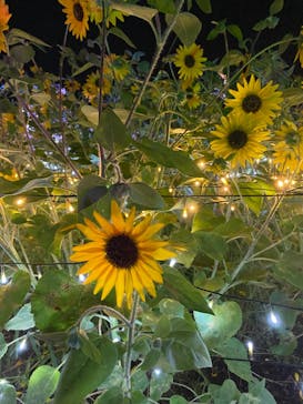 せんだい農業園芸センター　みどりの杜に投稿された画像（2023/8/15）