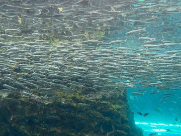 上越市立水族博物館 うみがたりに投稿された画像（2023/8/15）