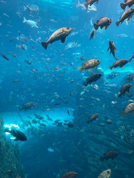 上越市立水族博物館 うみがたりに投稿された画像（2023/8/15）