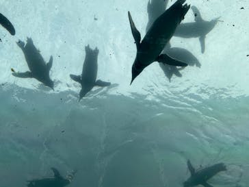 上越市立水族博物館 うみがたりに投稿された画像（2023/8/15）