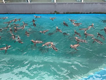 上越市立水族博物館 うみがたりに投稿された画像（2023/8/15）