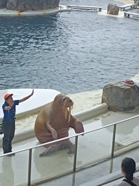 城崎マリンワールドに投稿された画像（2023/8/15）