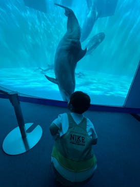 名古屋港水族館に投稿された画像（2023/8/15）