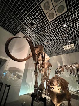 国立科学博物館に投稿された画像（2023/8/15）