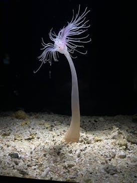 沖縄美ら海水族館に投稿された画像（2023/8/15）