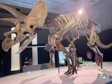 DinoScience 恐竜科学博 2023@TOKYO MIDTOWNに投稿された画像（2023/8/15）