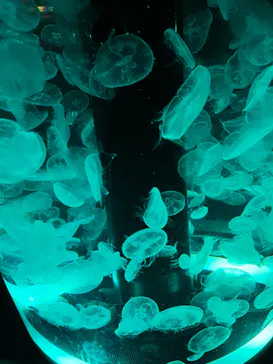 マクセル アクアパーク品川に投稿された画像（2023/8/15）