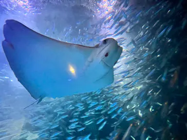 マクセル アクアパーク品川に投稿された画像（2023/8/15）