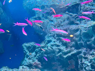 マクセル アクアパーク品川に投稿された画像（2023/8/15）