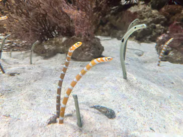 マクセル アクアパーク品川に投稿された画像（2023/8/15）