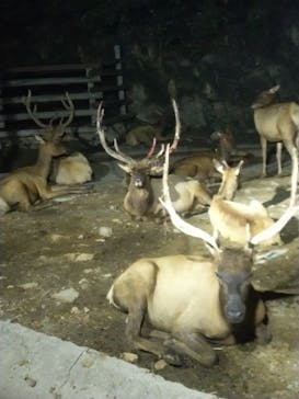 群馬サファリパークに投稿された画像（2023/8/15）