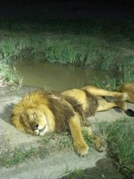 群馬サファリパークに投稿された画像（2023/8/15）