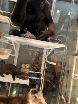 国立科学博物館に投稿された画像（2023/8/15）