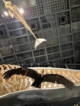 国立科学博物館に投稿された画像（2023/8/15）