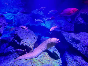 すみだ水族館に投稿された画像（2023/8/15）